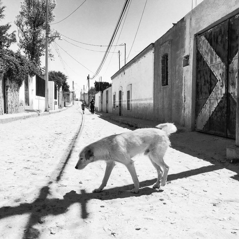 Perro viejo no aprende trucos nuevos